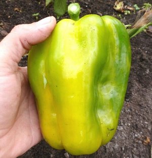 Перец Жёлтый Монстр — Yellow Monster Pepper