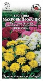 Цветы Георгина Махровый Карлик Смесь ЦВ/П (Сотка) однолетнее 30см