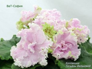 ВаТ София Крупные розовые, махровые цветы с волнистым белым краем. Аккуратная зеленая розетка