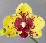 Phal. Mei Dar Smith Queen