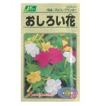 Mirabilis Jalapa - ночная красавица