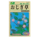Mimosa pudica - мимоза стыдливая