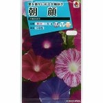 Pharbitis nil Choisy - ипомея нил (Japanese morning glory)