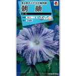 Pharbitis nil Choisy - ипомея нил (Japanese morning glory)