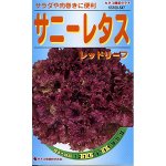 Sunny lettuce Red leaf - красный салат