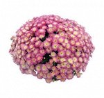 Daybreak Appleblossom_август