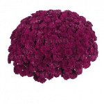 Lagoon Purple_август