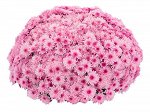 Lively Pink bicolor_август