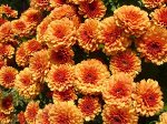 № 19 Фигари , диаметр цветка 3см , высота  30см , цветение-сентябрь