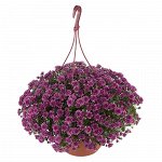 Skyfall Pink_ампельный_на ампельные срок цветения не знаю