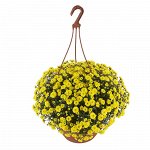Skyfall Yellow_ампельные