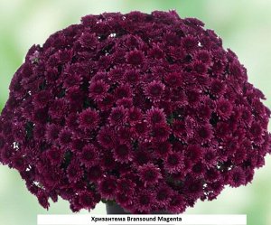 123 Bransound Magenta