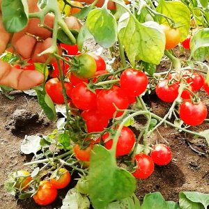 Помидоры Маленький Ручей — Tomato Small Stream