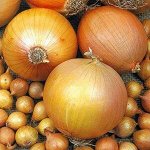 Лук Севок Шетана среднеспелый, округлый, желто-коричневый, Голландия