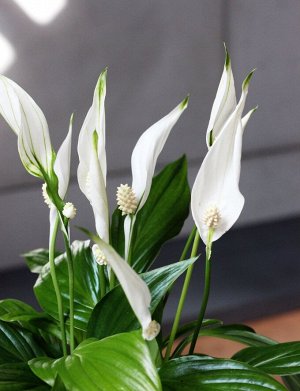 Спатифиллум Жемчужный Купидо