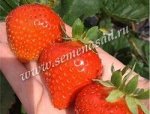 Земляника садовая Мальга (Р9)