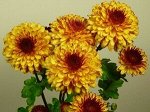 Pompon Bi Color - высота 60, диаметр 6 смм, цветение - конец августа