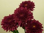 Pompon Purple - цветение конец августаб