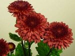 Pompon Red - цветение конец августа