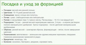 Форзиция промежуточная (в тубе)