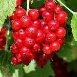 Смородина красная Розетта