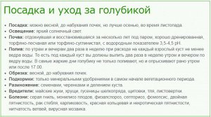 Голубика высокорослая Блю Кроп (в тубе)