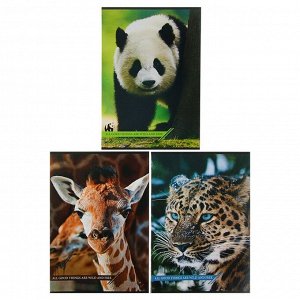 Тетрадь А4, 48 листов в линейку «Дикие животные», картонная обложка, МИКС