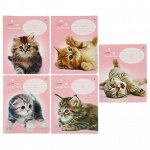 Шпаргалка «Русский язык. Части речи», 16 стр., 5-9 класс