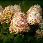 Гортензия метельчатая (Серия Северный Сад)		Фантом