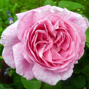 Роза парковая Мери Роуз