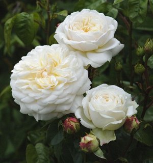 Роза парковая Транквиллити
