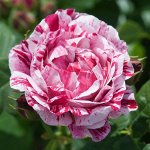 Роза парковая Фердинанд Пичад (С3.5)