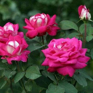 Роза чайно-гибридная Акапелла