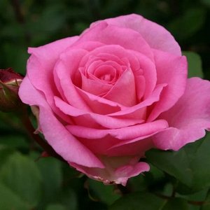 Роза чайно-гибридная Беверли