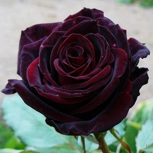 Роза чайно-гибридная Блэк Меджик