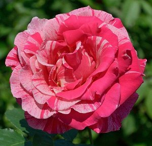 Роза чайно-гибридная Бэст Импрешн