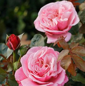Роза чайно-гибридная Вайлдберри