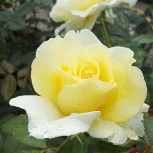 Роза чайно-гибридная Винтер Сан