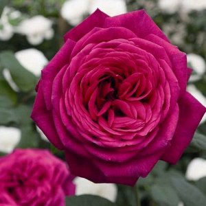 Роза чайно-гибридная Гёте