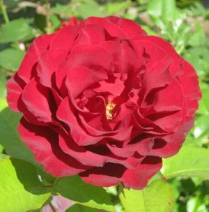 Роза чайно-гибридная Гельмут Коль