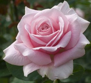 Роза чайно-гибридная Дезири