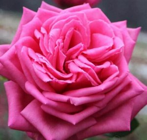 Роза чайно-гибридная Дюфтрауш