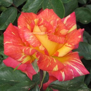 Роза чайно-гибридная Карибия
