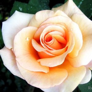 Роза чайно-гибридная Карэдж