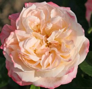 Роза чайно-гибридная Конкорд