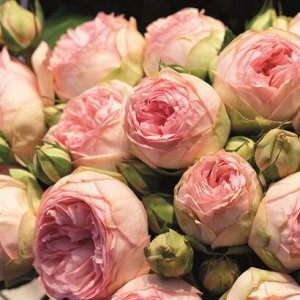 Роза чайно-гибридная Лавли Рококо