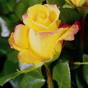 Роза чайно-гибридная Леди Бёрд