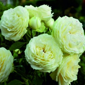 Роза чайно-гибридная Лемон Пиано