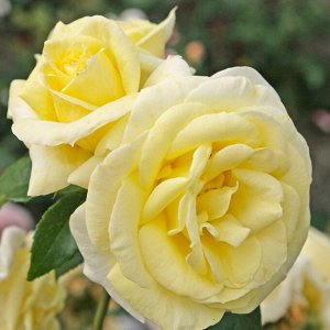 Роза чайно-гибридная Лимона