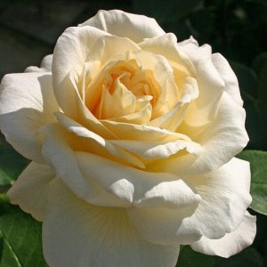 Роза чайно-гибридная Ля Перла